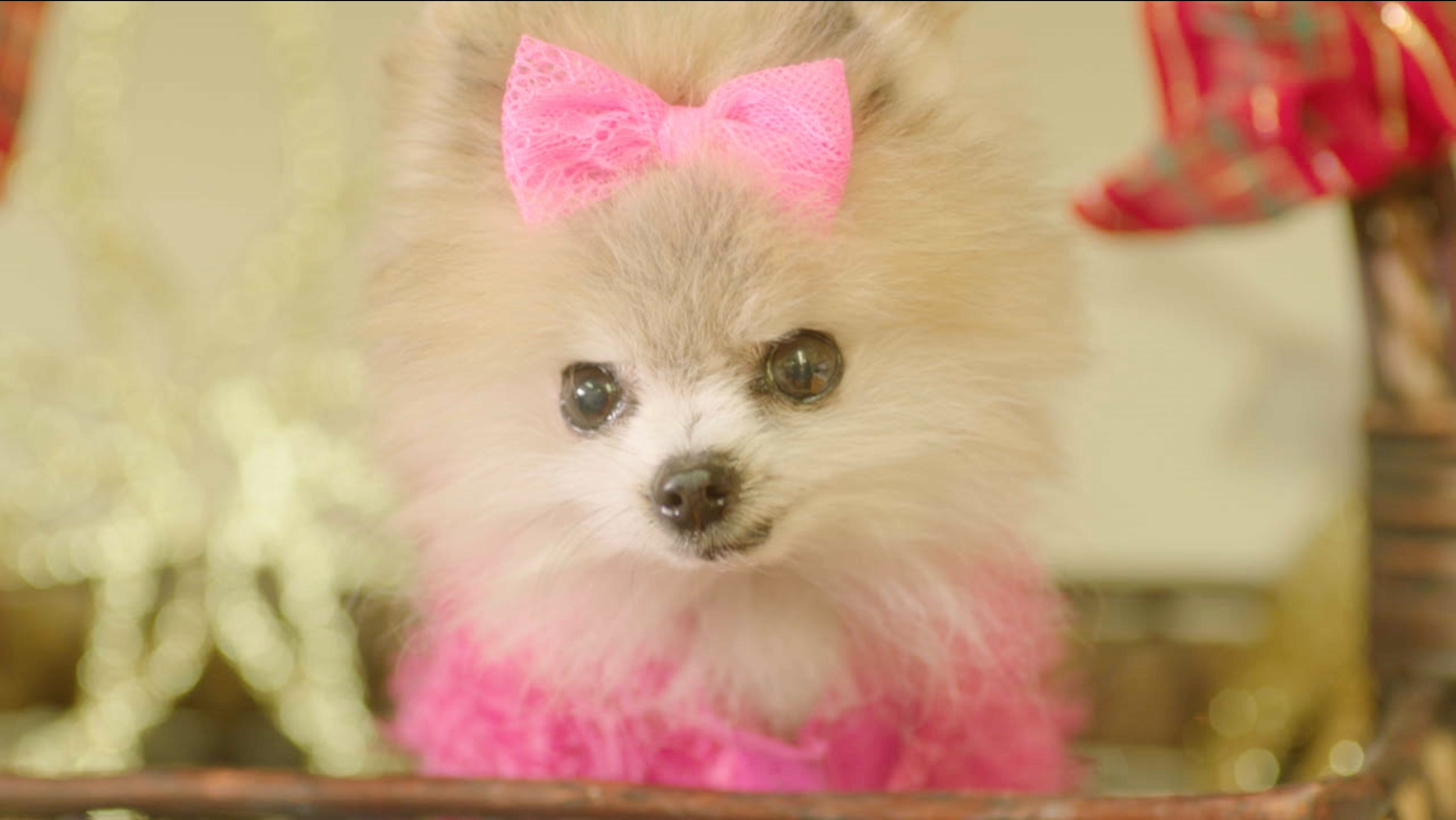 Close-up of a Pomeranian with pink-dyed fur and a pink bow, This Is Our Christmas